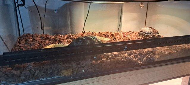 Image 4 of Two Red foot Tortoises With Setup