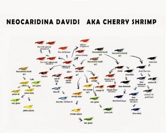 Image 1 of Aquarium Neocaridina shrimp (over 20 in each bag)