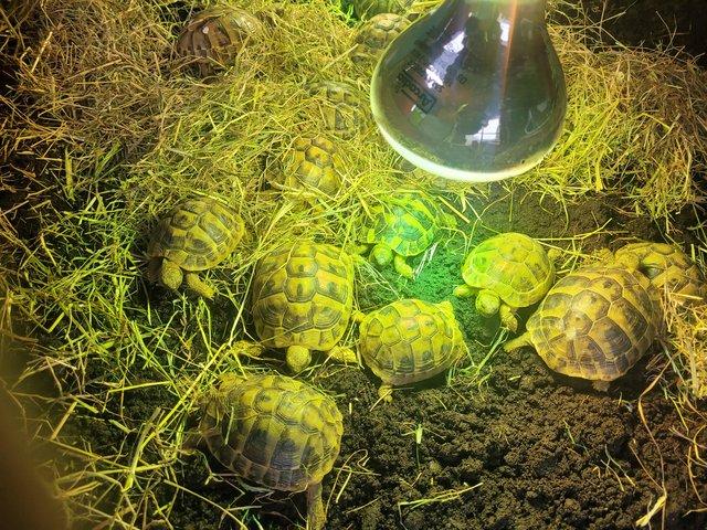 Preview of the first image of Testudo Hermanni tortoises for sale ,all doing brilliant,.