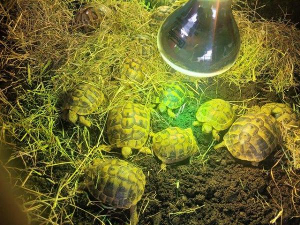 Image 1 of Testudo Hermanni tortoises for sale ,all doing brilliant,