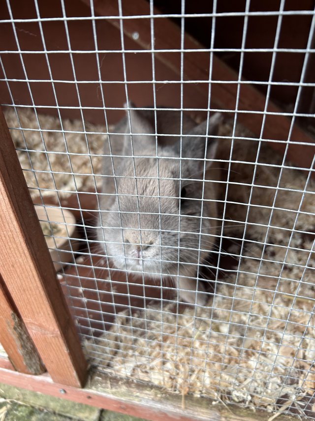 Preloved best sale rabbit hutch