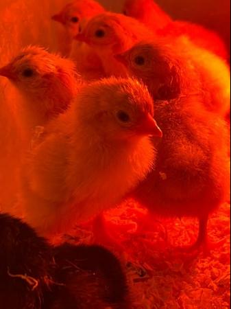 Image 2 of Day old Sussex buff chicks