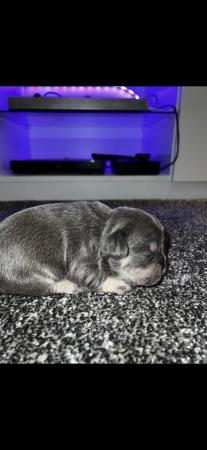 Image 3 of Adorable French bulldog puppies 5 weeks old