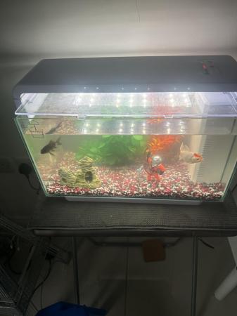 Image 1 of 4 goldfish and tank and all accessories