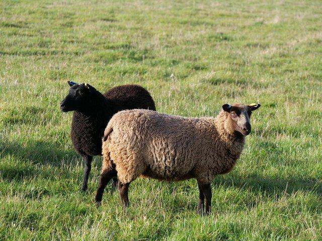 Preview of the first image of A selection of registered Shetland Sheep for sale.