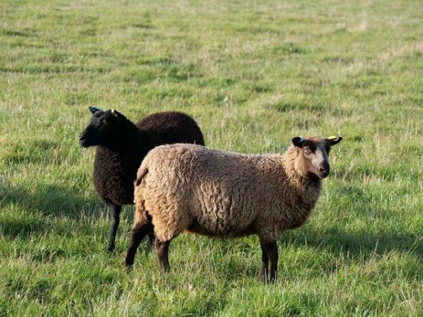 Image 1 of A selection of registered Shetland Sheep for sale