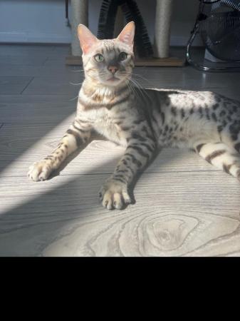 Image 6 of Adult bengal cats for sale