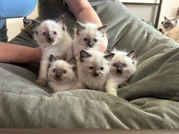 Image 1 of Beautiful Chunky Ragdoll Kittens - Only 2 Boys Left
