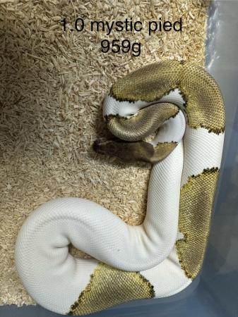 Image 3 of Ultramel,confusion,axanthic ball pythons