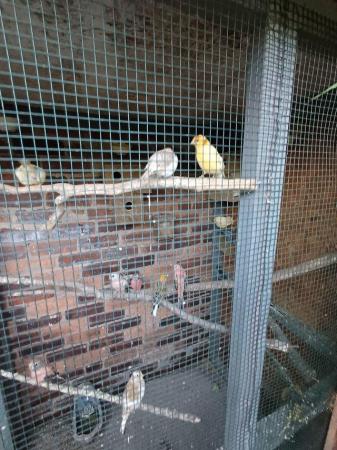 Image 5 of Singing cock canaries various