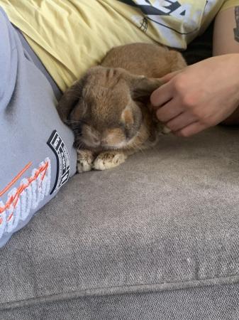 Image 1 of Rabbit and small animal rescue