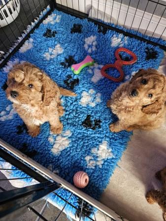 Image 5 of 2 male cavapoo puppys ready now