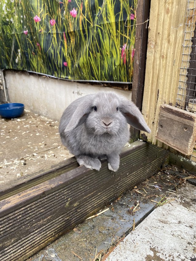 8 weeks old mini lop kits all girls 