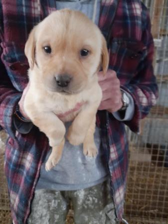 Image 3 of Beautiful Labrador puppies looking for forever homes