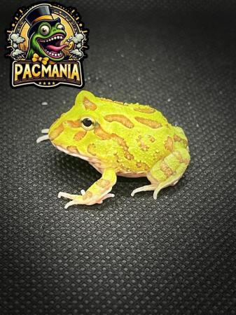 Image 1 of UK Bred Pacman Frogs- Now Ready
