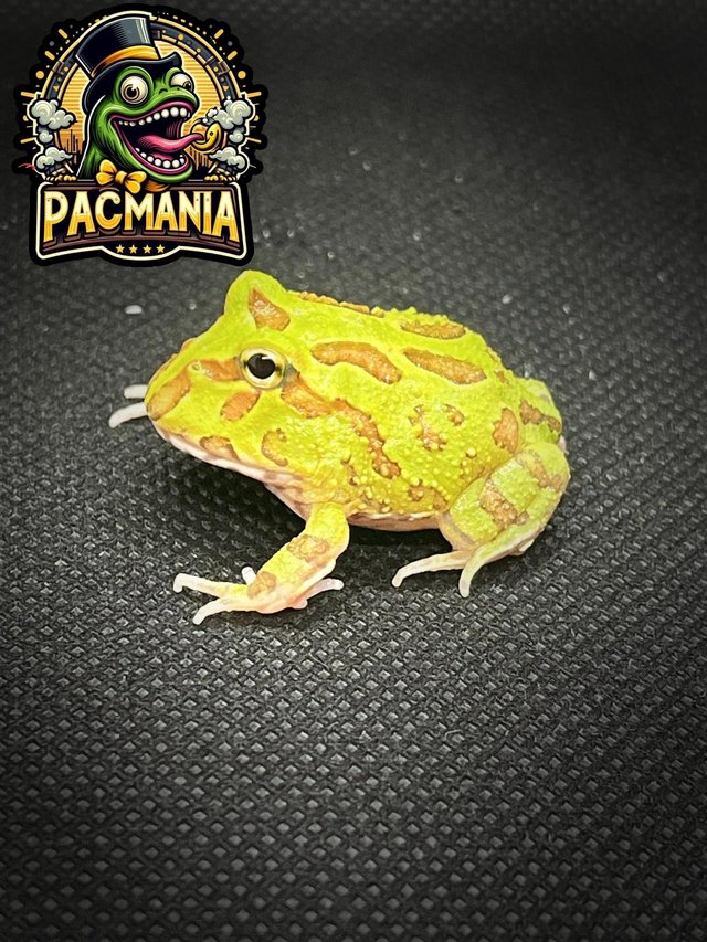 Preview of the first image of UK Bred Pacman Frogs- Now Ready.