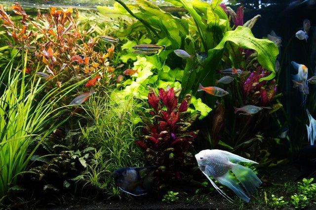 Image 8 of Aquatic Fish tank plants VARIETY