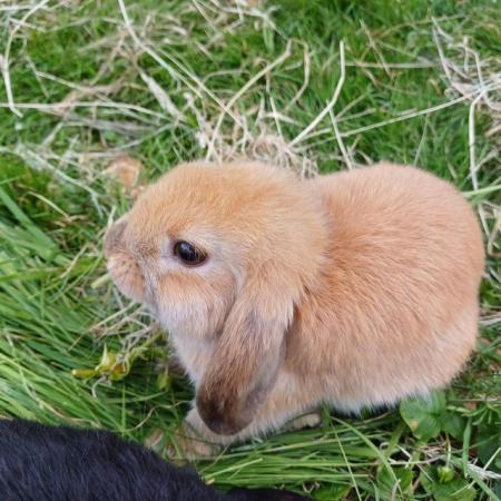 Image 14 of Cute 11 week old mini lops ready to be re-homed