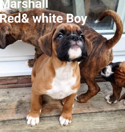 Image 5 of Litter of KC Boxer Puppies ready to leave