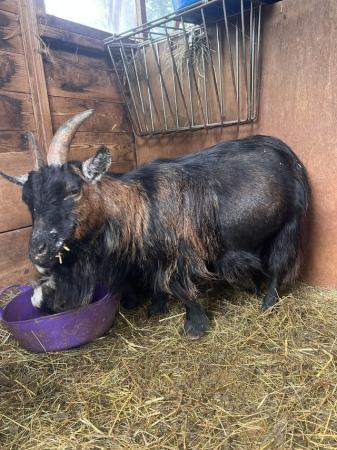Image 3 of ***RESERVED***Pedigree Registered female Pygmy goats