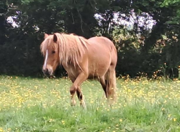 Image 1 of Lovely 2yr Dartmoor pony gelding