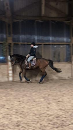 Image 7 of 9yo thoroughbred mare for share
