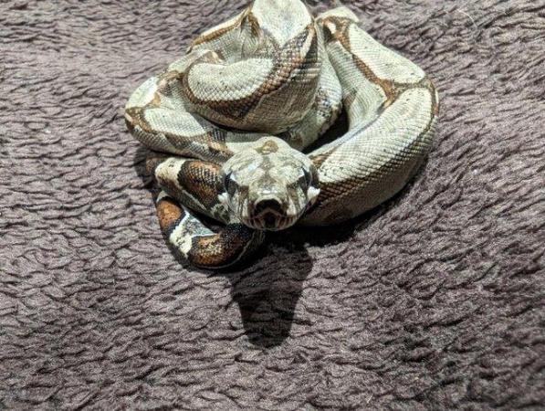 Image 1 of Baby Boa Constrictor Imperator