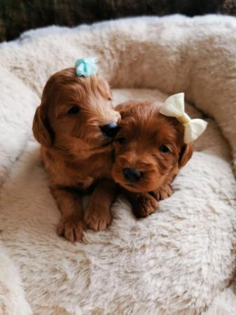 Image 2 of Four beautiful chunky pups