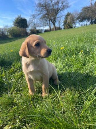 Image 13 of OUTSTANDING LITTER OF FOX RED AND YELLOW LABRADOR PUPPIES