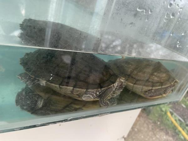 Image 3 of Map turtles for rehome only