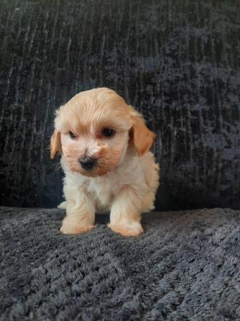 Image 4 of TINY maltipoo girls READY NOW