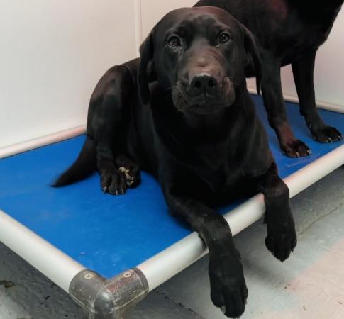 Image 5 of Ash - Absolutely gorgeous incredibly kind 1yo Labrador male