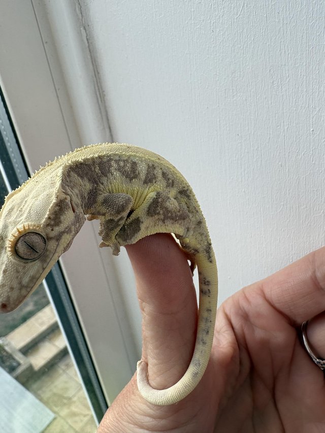 Red based Lily white crested gecko — photo 2 of 4