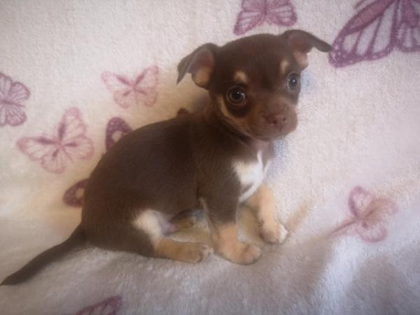 Image 3 of 3 adorable chihuahua puppies for sale