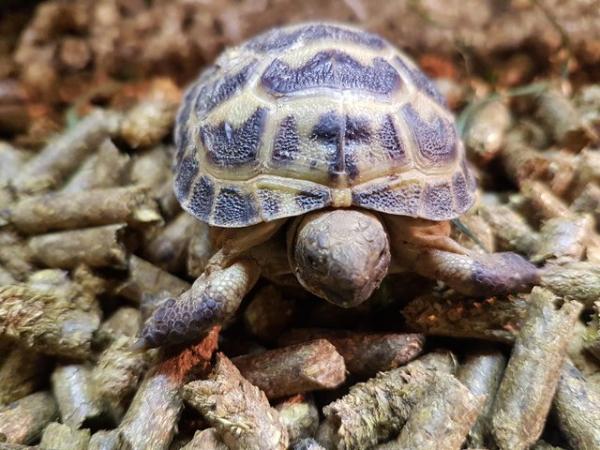 Image 2 of Baby Horsfield Tortoise at animaltastic
