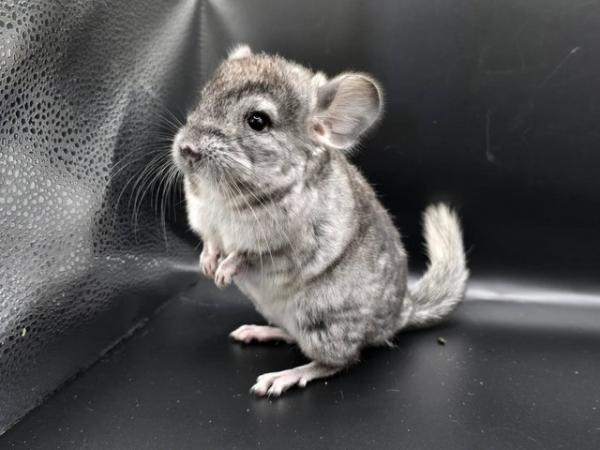 Image 4 of Beautiful Chinchillas for sale