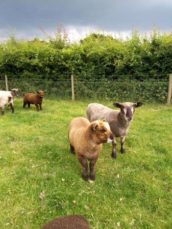 Image 6 of Ryeland coloured lambs for sale