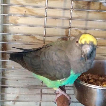 Image 4 of Mayer Parrot Friendly and Playful