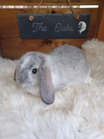 Image 4 of Baby lop buck stoke on trent