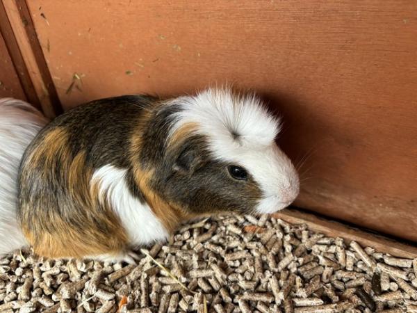 Image 2 of Two beautiful guinea pigs are looking for a new home