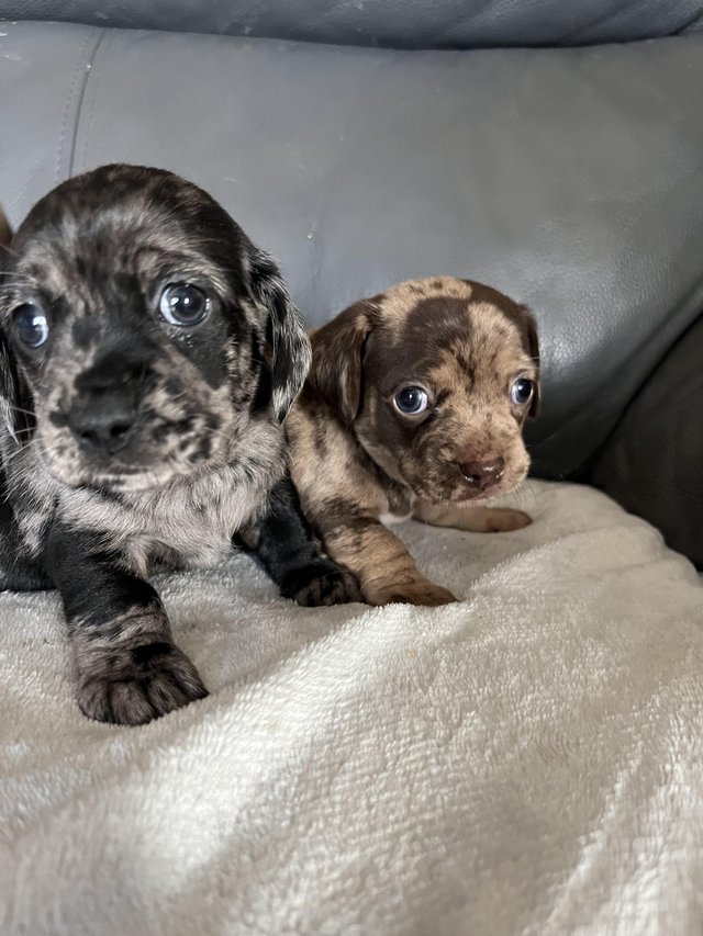 Preview of the first image of stunning merle puppies daushound.