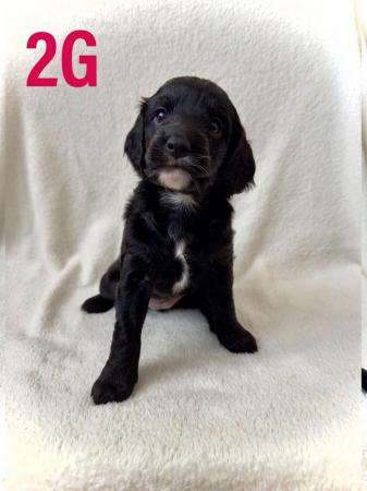 Image 8 of F2 Cockapoo Puppies Pra & Fn Clear  REDUCED