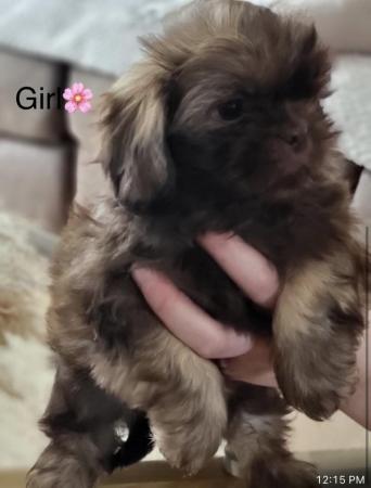 Image 1 of Gorgeous shih tzu puppy’s