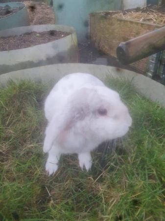 Image 7 of 2 young mini lops buck for sale £40 each