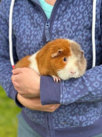 Image 2 of Beautiful Teddy Guinea Pig Girl Sow