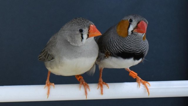 Image 1 of 2 zebra finches for sale