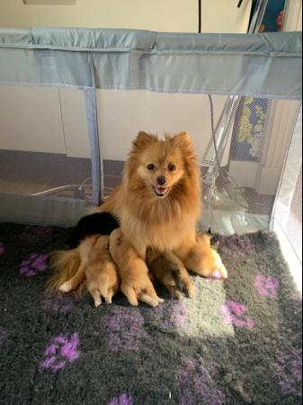 Image 6 of Pomeranian puppies Now Ready !