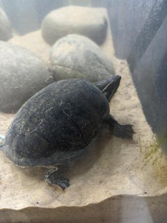 Image 5 of 2 musk turtles that need rehoming
