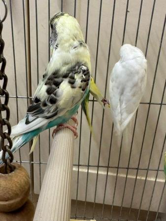 Image 3 of Beautiful baby budgies for sale