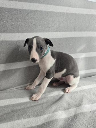 Image 8 of Beautiful whippet puppies ready to for they're new homes